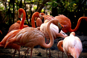 Group of Pink flamingo in the nature park.