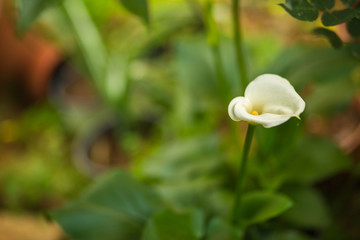 Fototapeta na wymiar Calla flower background.
