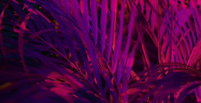 Tropical blurred leaf forest glow in the black light background. High contrast.