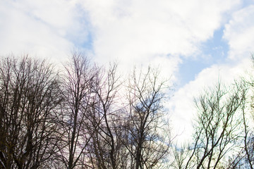 Trees and the sky with clouds. Winter time