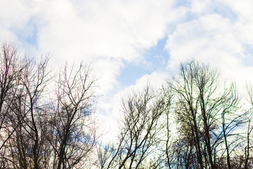 Trees and the sky with clouds. Winter time
