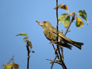 bird greenfinch on a branch