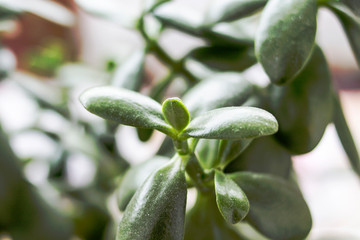 Green leaves on the branches