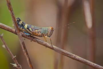 Criquet vert, jaune et noir marchant sur une tige de plante dans le bush. Sauterelle d'Australie.