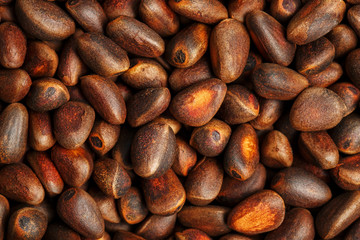 Pine nut in the shell close-up. Texture Macro