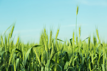 Obraz premium Green wheat filed.