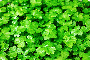 Obraz premium texture of fresh green parsley