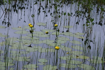 lily pond blooms