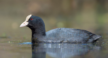 Close image of Adult male Eurasian Coot swims in light coloured waters of spring lake in woods