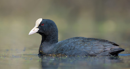 Sunny Adult male Eurasian Coot close photo shot in water of spring forest pond