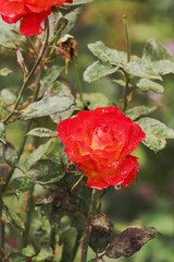 Red wet rose in the garden. Rain drops