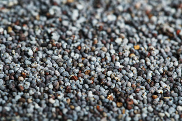 Macro of dried poppy seeds as a background.