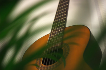 Acoustic guitar behind plant