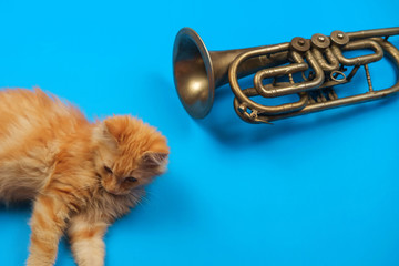 Red kitten playing with golden trumpet