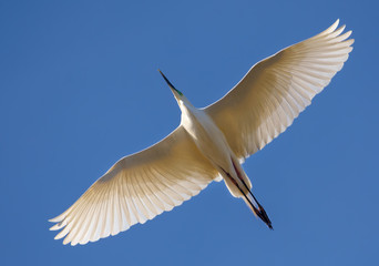 Adult Great White Egret flying above with fully spreaded wings and bright blue sky