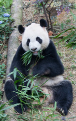 Fototapeta na wymiar Portrait of giant panda ,Ailuropoda melanoleuca, or Panda Bear. Close up of giant panda lying and eating bamboo surrounded with fresh bamboo. Singapore zoo.