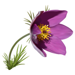 Eastern pasqueflower