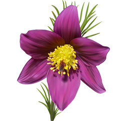 Eastern pasqueflower, purple