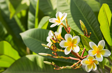 Plumeria tree yellow flowers bloom background