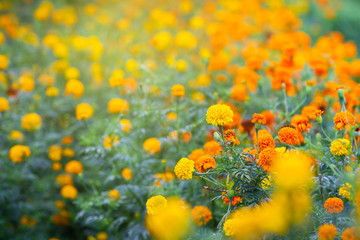 Fototapeta na wymiar Beautiful Marigold flowers in the garden close up.