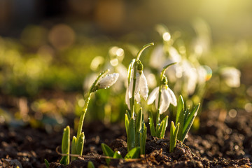 Snowdrops first spring flowers.