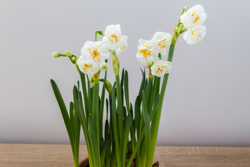 White narcissus in ceramic pot. Spring en Easter flowers.