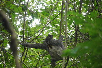 sloth climbing on tree
