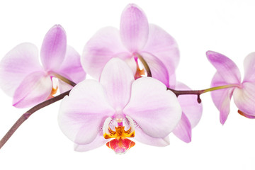 Fototapeta na wymiar Blooming orchid flowers on white background.
