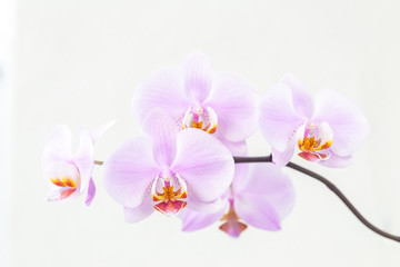 Naklejka na ściany i meble Blooming orchid flowers on white background.