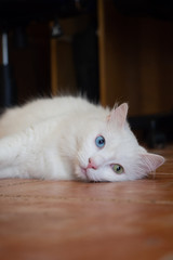 White cat with heterochromia lying on the floor of house and looked to the side
