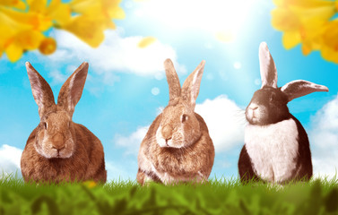 Osterhase auf einer grünen Wiese. Ostern.