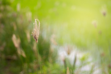 Beautiful wild grass field with sunlight in background.