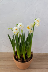 White narcissus in ceramic pot. Spring en Easter flowers.