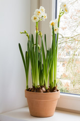 Fototapeta na wymiar White narcissus in ceramic pot. Spring en Easter flowers.