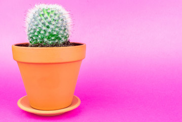 Cactus on a pink background