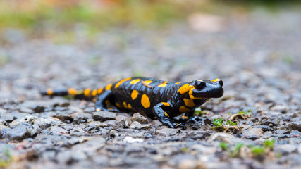 Close up of a Fire Salamander stepping on pebbles, after rain. Black Amphibian with orange spots the most common species of salamanders. Macro from the side.