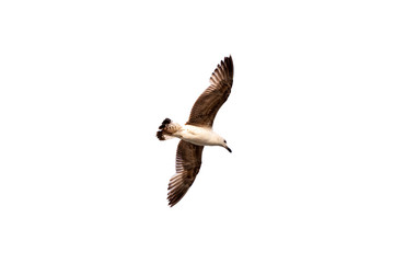 Flying Seagull isolated on white background. Single bird flying high with its wings spread wide, looking down towards the sea.