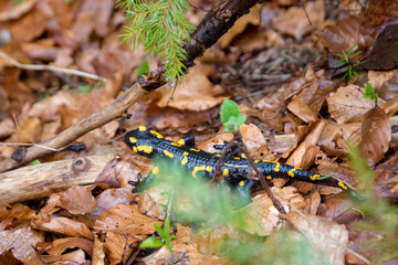 Macro shot of a Fire Salamander on autumn leaves, after rain. Black Amphibian with yellow spots, the most common species of salamanders, running away in the forest.