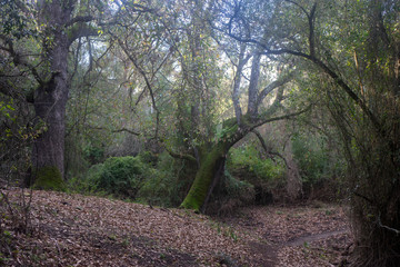 Parque natural de los Alcornocales en la provincia de Cádiz, Andalucía