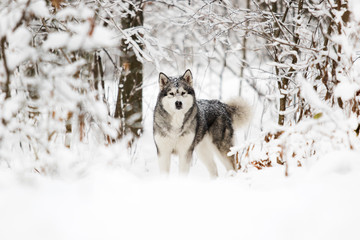 Alaskan Malamute dog on a winter walk in the snow