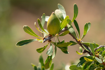 Argan-Frucht, noch unreif, in S&uuml;d-Marokko (Arganie - Argania spinosa)