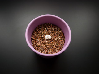Valentines day gift. Bean with heart placed on soil in pink flowerpot. Spring inside your home.