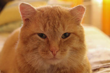 Fototapeta na wymiar Portrait of a big red calm cat1