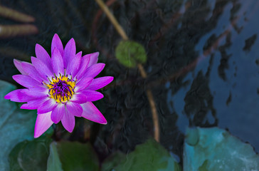 Pink water lily background.