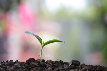 small tree sapling plant planting with dew