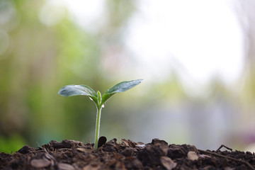 small tree sapling plant planting with dew