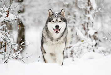 dog on a winter walk in the snow