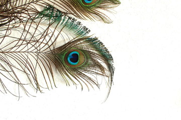 Obraz premium Beautiful peacock feathers in wall background with text copy space closeup