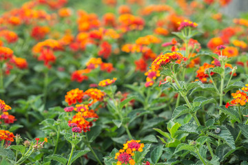 Lantana camara red and yellow flowers background.
