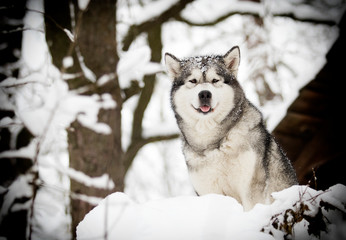 Alaskan Malamute dog on a winter walk in the snow